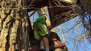 Abandoned treehouse