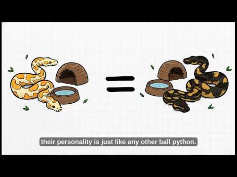 Albino Ball Python: Genetics, Beauty & Special Care