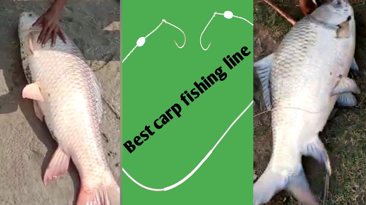 Best carp fishing rigs or knotssimple and easyRahu mirgal special