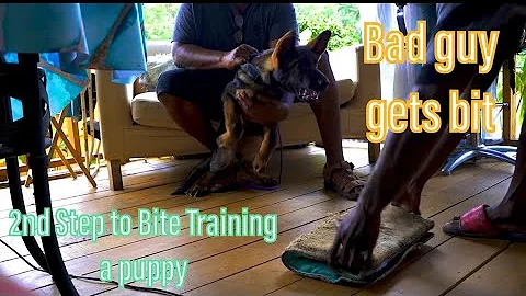 2nd Step to Puppy Protection Bite Training - DayDayNews