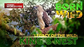 Paghahanap sa pugad ng haring agila sa Davao de Oro | Born to Be Wild