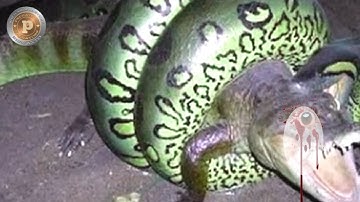 Ular python vs monyet | buaya | rusa.