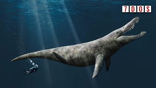 Massive Pliosaur Remains Discovered in Britain | 8 Days of Science