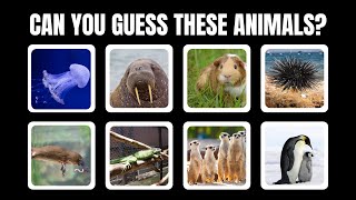 GUESS THE ANIMALS IN 3 SECONDS 🦁🐼🐵 | EASY to IMPOSSIBLE by Trivia Daily Challenge  99 views 1 month ago 3 minutes, 25 seconds