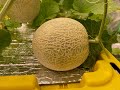 Growing Japanese Melons Indoors in Hydroponic