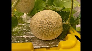 Growing Japanese Melons Indoors in Hydroponic