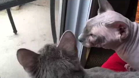 Video 4772631: talking savannah, f2 savannah, sphynx, cat talking