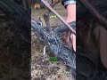 Главные ошибки при осенней обрезке винограда. #обрезкавинограда, #сад, #огород,