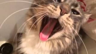 Cute Cat Yawn