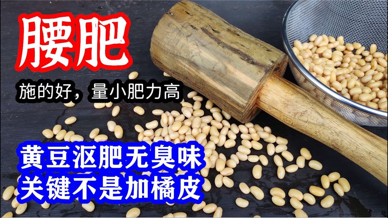 橱柜中的通用全能肥：随手在家轻松自制黃豆干肥和水肥。自制黃豆肥要想無臭味，关鍵不是放橘皮  / How to make soy fertilizer at home?【种菜养花】
