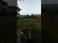 Dhokdva Khetrma Shihnu Tolu Dhokdva Khetrma Shihnu Tolu