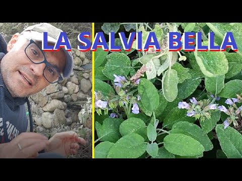 Video: Come coltivare la salvia blu?