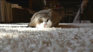 トートバッグ mugumogu 麻袋とねこ。-Jute bag and Maru&Hana.- - YouTube
