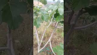 اثمرت كل اشجار التين الا هذه ... عملية بسيطة تجعلها تثمر ...