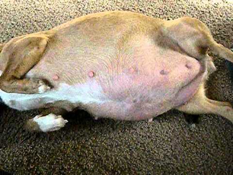 50 days pregnant dog