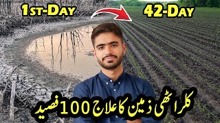 5 Proven Ways to Reduce Soil Salinity Permanently