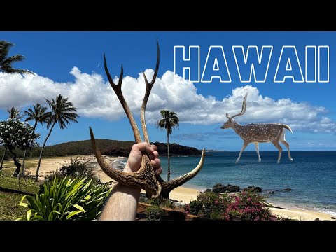 SHEDS AND BOWHUNTING PARADISE?