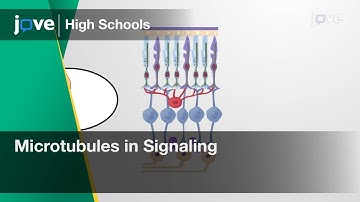 Microtubules in Signaling | Cell Bio | Video Textbooks - Preview