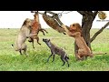 OMG! King Lions destroy Hyena stupid go into his territory !