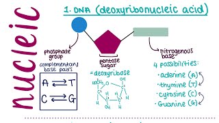 AQA A LEVEL BIOLOGY TOPIC 1.5.1 - structure of nucleic acids