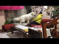 アランの縄張り greatpyrenees グレートピレニーズ
