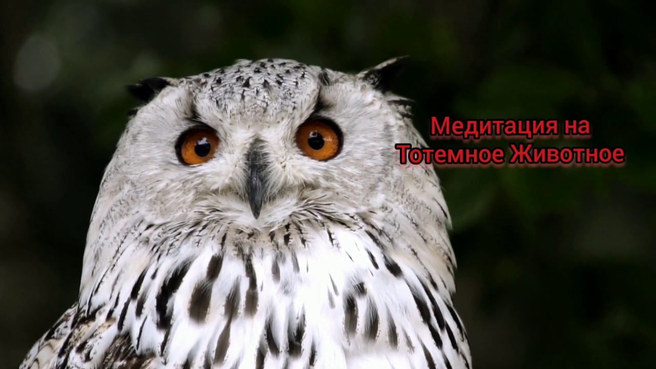Тотемное животное богдана
