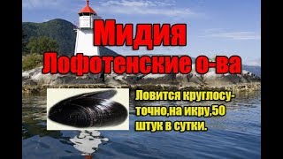 РР3 ,Мидия на Лофотенских островах