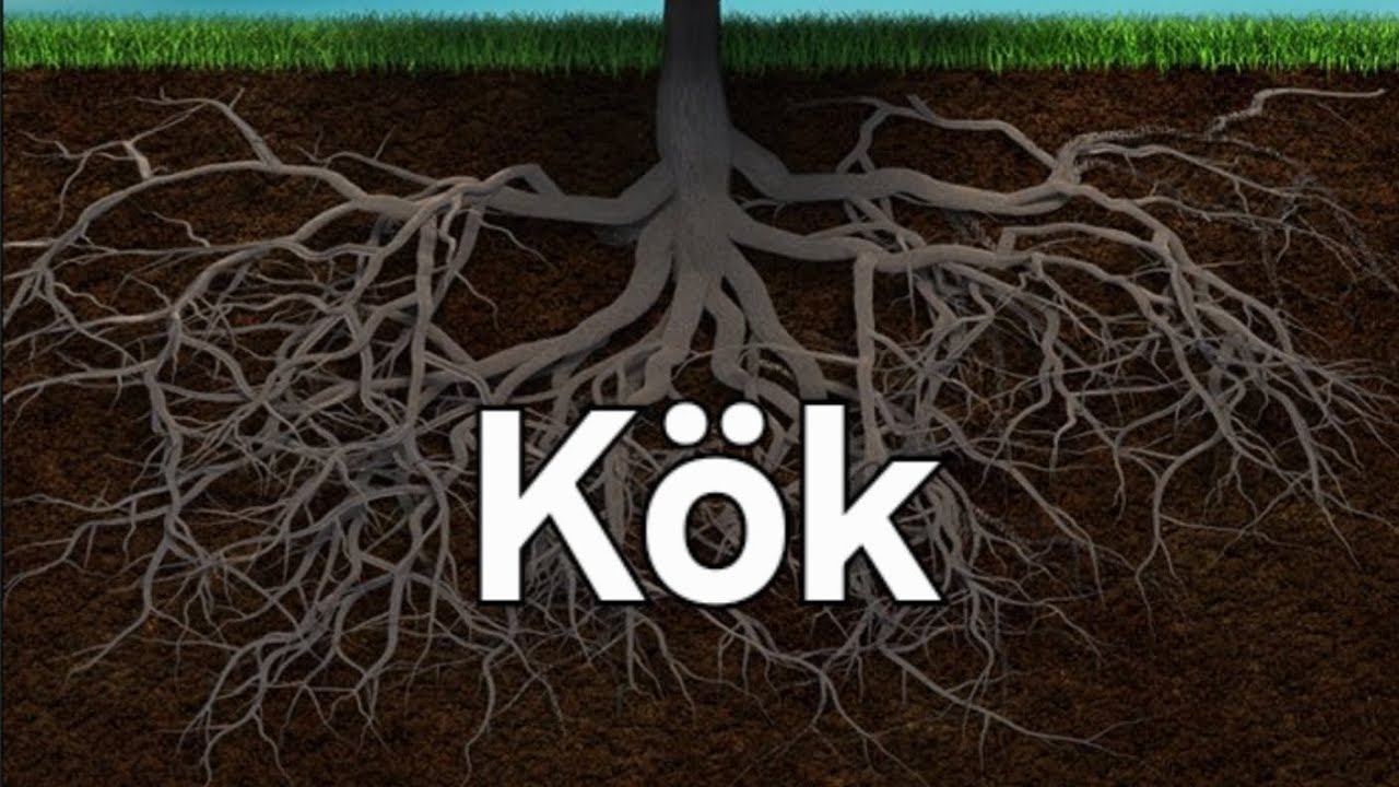 Çiçəkli bitkilərin orqanları. Kök. Biologiya 7-ci sinif bölmə 2 mövzu 2. Səh 40-42. 