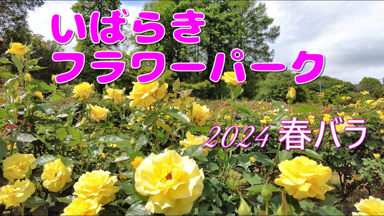 春バラ🌹いばらきフラワーパーク 2024 #バラ #綺麗 #薔薇