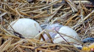 Glen Hazel (Hays) Eagles-WE HAVE A HATCH! GH3 is here! 09:20! 🐣😍🥳 04-02-2026