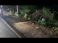 Brakes slam on as monster python slithers across highway