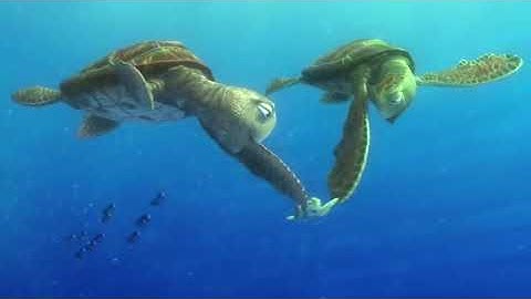 Finding Nemo- Turtle Scene