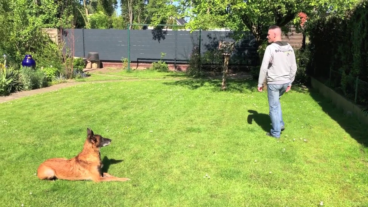 Grundkommando "Bleib!"