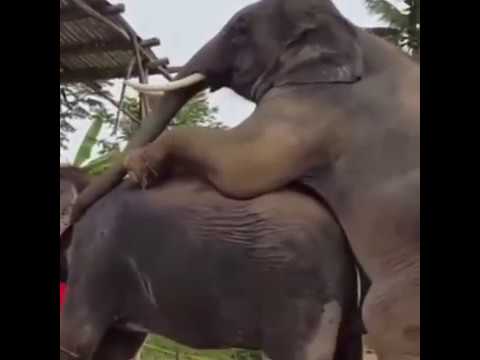 Party elephant having sex girl girls porn pics