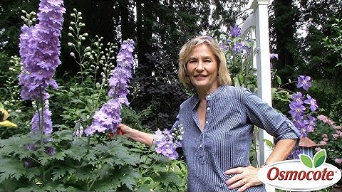 3 Tips for Growing Delphiniums