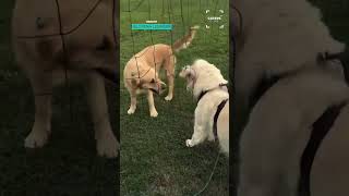 Funny Moment Dogs Get Tangled In Net @CatersClips