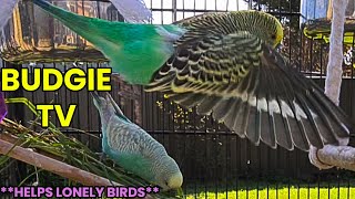 Budgie TV   Happy Budgie Talk, Help Lonely Birds Talk More.