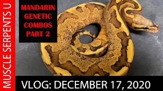 MANDARIN GENETIC COMBOS PART 2! Dec 17, 2020