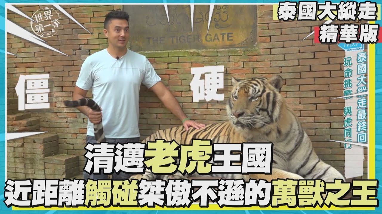 【泰國】Tiger Kingdom玩命挑戰 馴服桀傲不遜的萬獸之王(幫老虎擦澡/巨型逗貓棒逗大虎/遛花豹)|《世界第一等》1108集精華版 ...