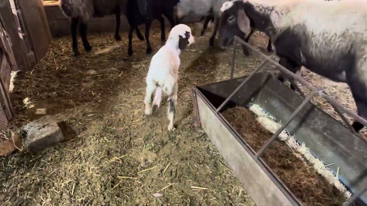 بمانی  و سبک زندگی جدیدش☺️