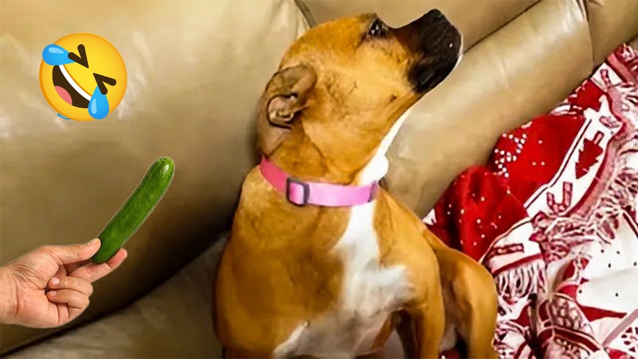 You Will Die Laughing At These Dogs 😂🐶| The Funniest Dog Moments ...