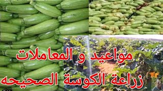 مواعيد زراعة الكوسة من البزور والشتلات في جميع المواسم الزراعيه