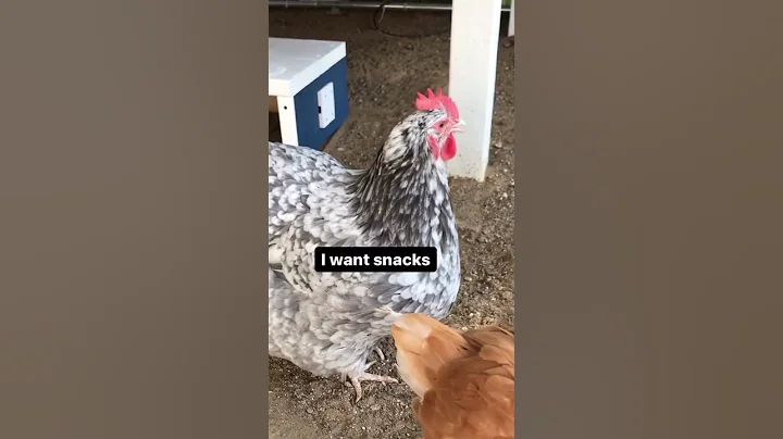 How to Speak Chicken #shorts - DayDayNews