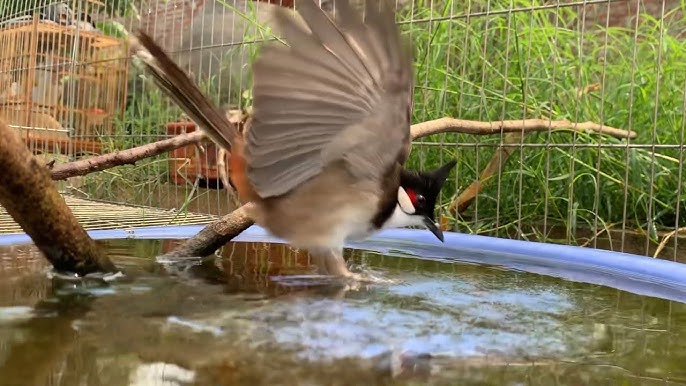 Chim chào mào tắm ngoài suối, thiên nhiên - Cách tắm cho chim chào mào hiệu  quả - YouTube