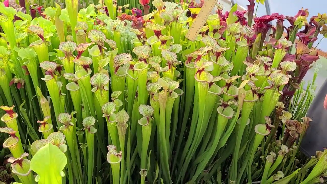 Sarracenia x Leah Wilkerson