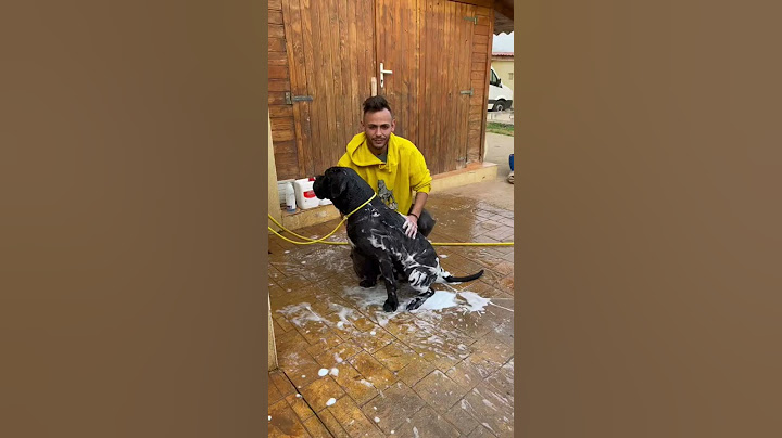Cómo bañar correctamente a tu perro