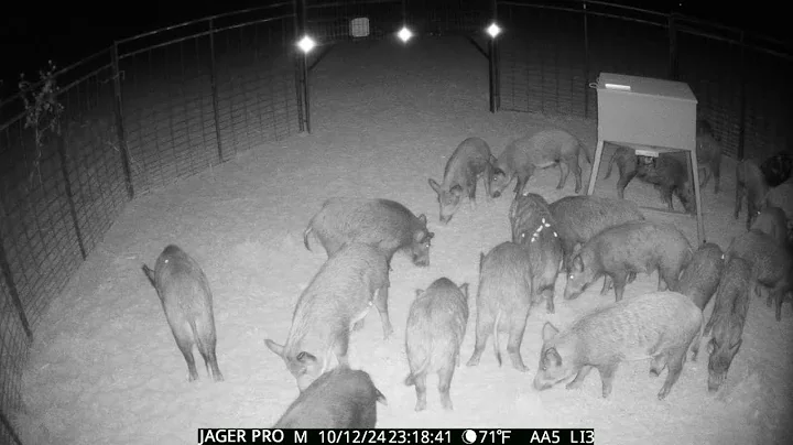 Trapping 26 wild hogs for the biggest payday 💰💰💰of the year!!!