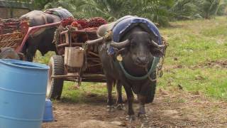 Utilidad de los búfalos en las fincas | La Finca de Hoy