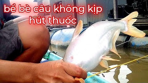 Câu cá tra sông Cá hú giật mỏi tay không kịp hút thuốc / xì long Fishing