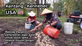 Download Lagu Hari kedua menggali Kentang, selesai juga akhirnya panen kentang tahun ini stock pangan musim dingin MP3 Download Lagu Hari kedua menggali Kentang, selesai juga akhirnya panen kentang tahun ini stock pangan musim dingin MP3